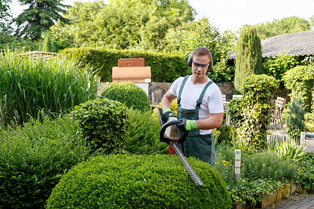 Best Tree and Shrub Care  in Alpena, MI